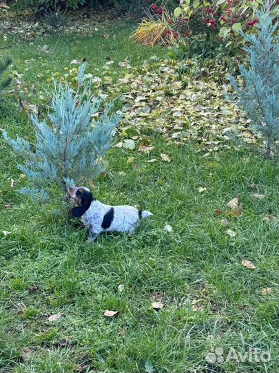 Русский спаниель