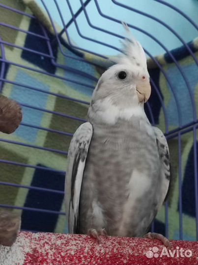 Мальчик годовалый (белолицей) кореллы с клеткой