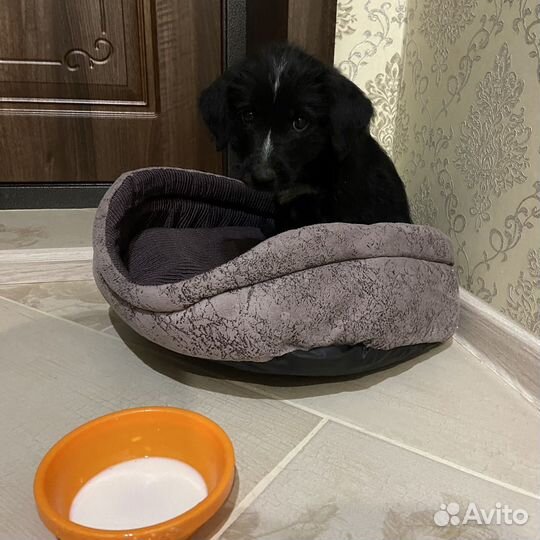 Собака в добрые руки щенок мальчик