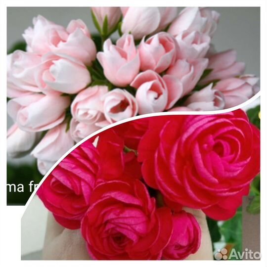 Укорененные черенки пеларгоний