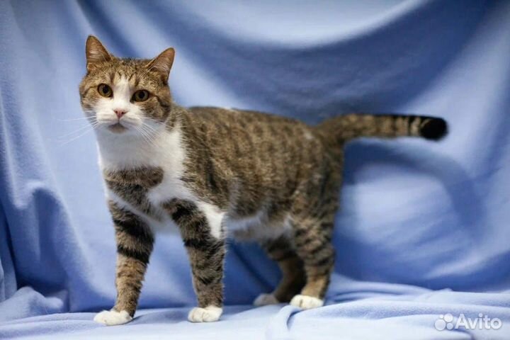 Спокойный и нежный Мирон в поисках дома