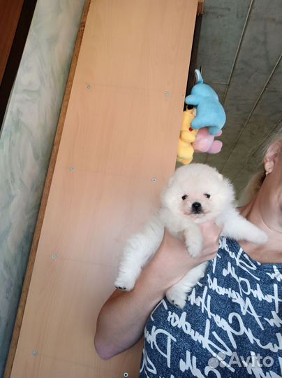 Девочка померанского шпица