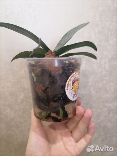 Орхидея Diffusion парфюмерная фабрика