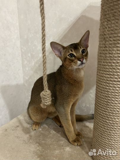 Абиссинский котёнок