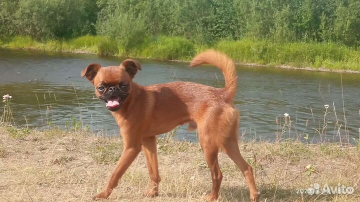 Пти брабансон