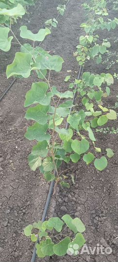 Лиственные деревья