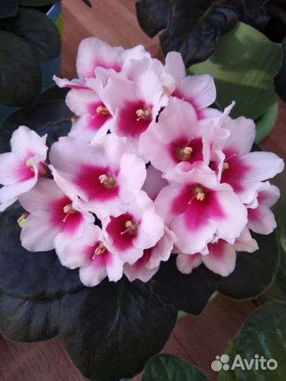 Фиалка детки