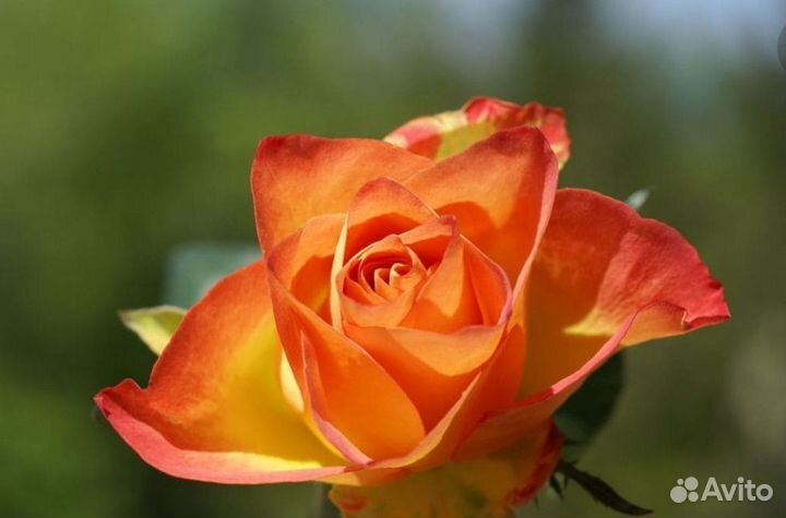 Мини розы, Пипи (pipi), Колибри, для патио