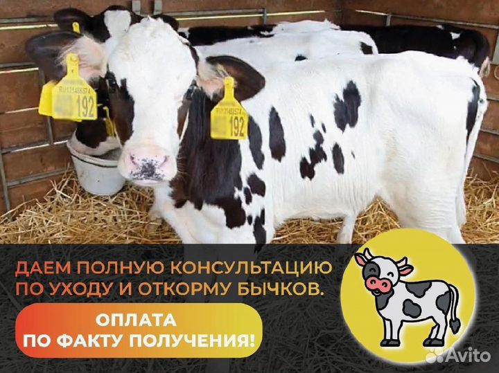 Телята Бычки мясного направления