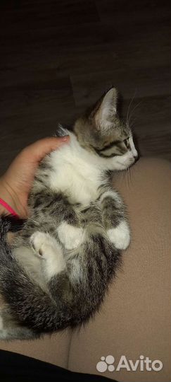 Котята 2 месяца (мальчик и девочка )