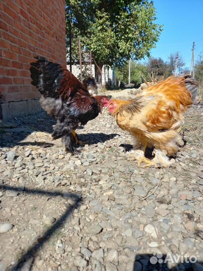 Петушки Брама