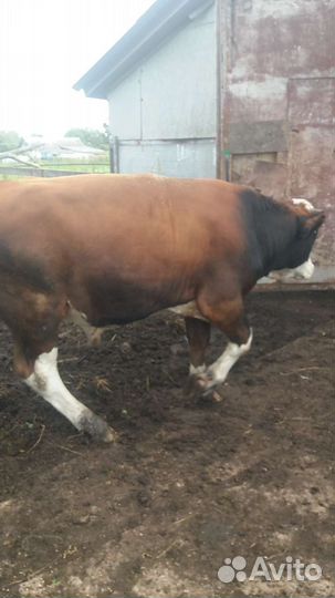 Продам быка