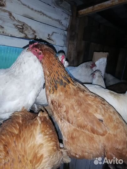 Куры несушки