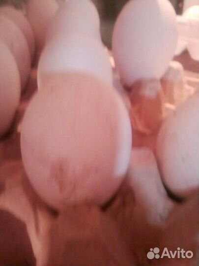 Гусята,Линда и серый,яйцо инкубационные гусиное