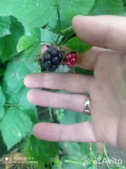 Хоста дев виноград