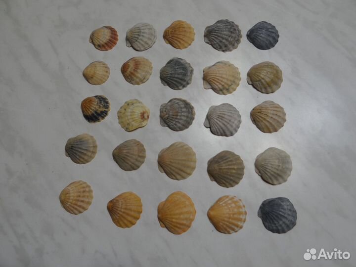 Ракушки со дна Черного моря