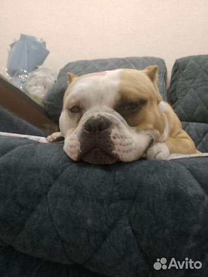 Вязка Ам булли