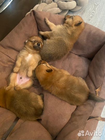 Карело финская лайка