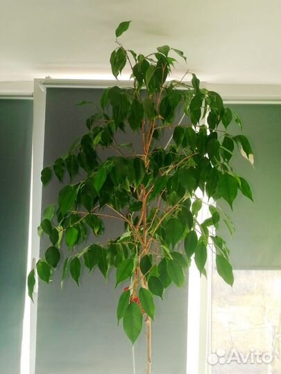 Фикус бенджамина