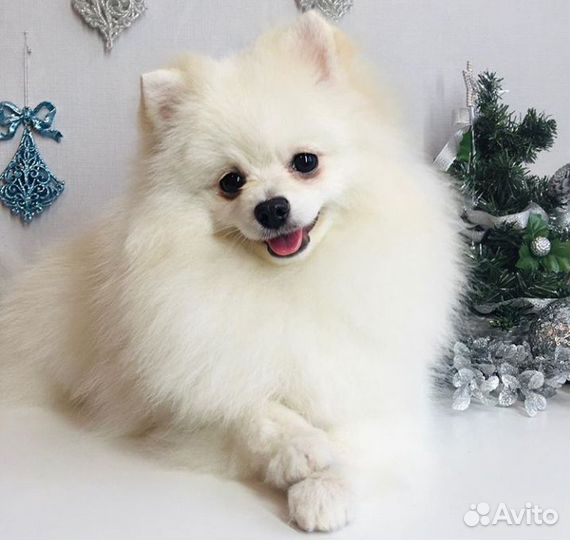 Шпиц Чемпион на вязку