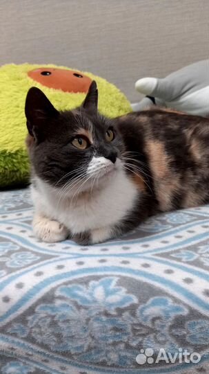 Кошка бесплатно