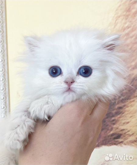 Длинношерстная серебристая шиншилла