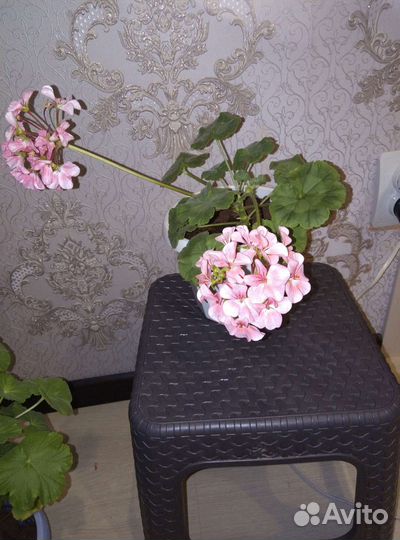 Пеларгония герань