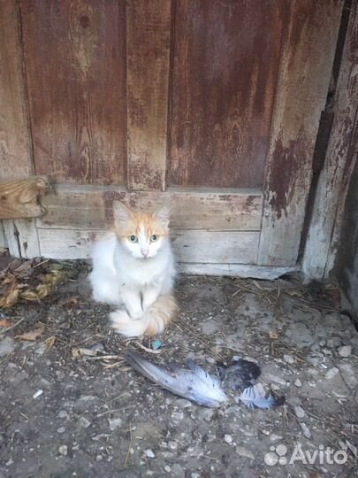 Осталась одна на улице
