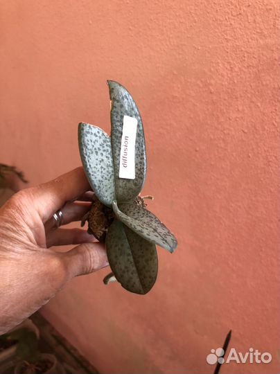 Орхидея Фаленопсис