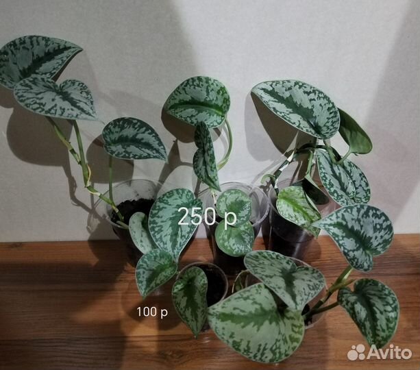 Сциндапсусы, эпипремнумы