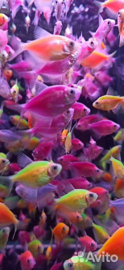 Аквариумные рыбки - большой выбор