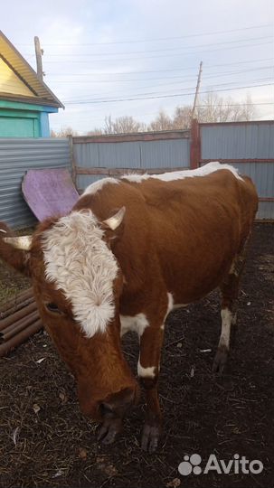 Корова дойная