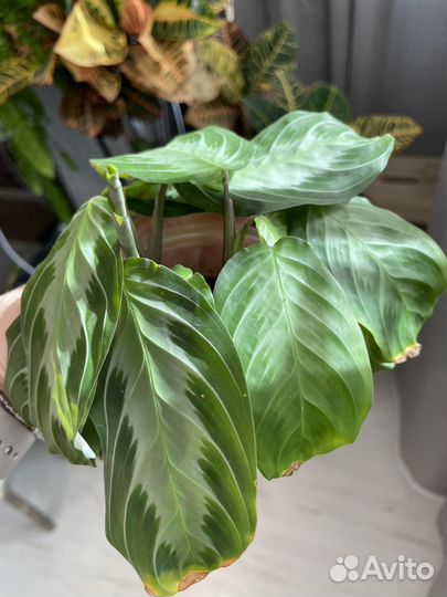 Маранта сильвер бэнд