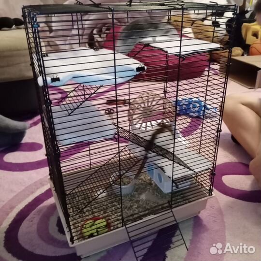 Клетка для крыс