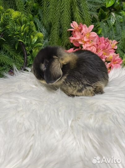 Минилоп редкого окраса