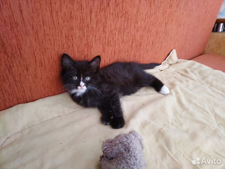 Котята ищут хозяев