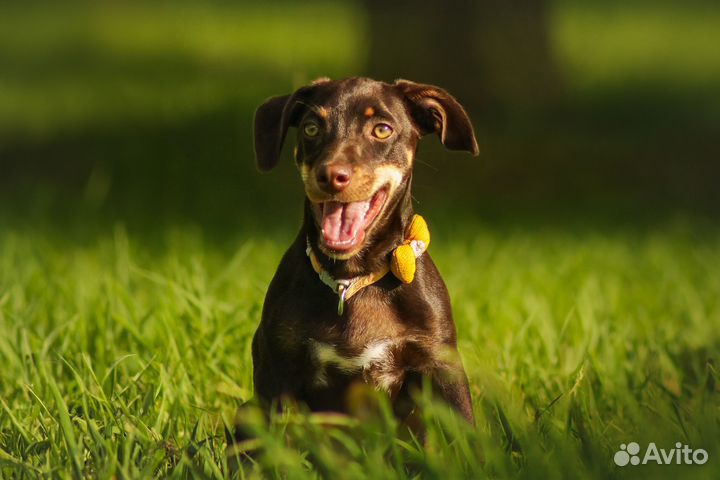 Щенок девочка в добрые руки