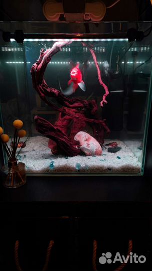 Аквариум 100л под ключ