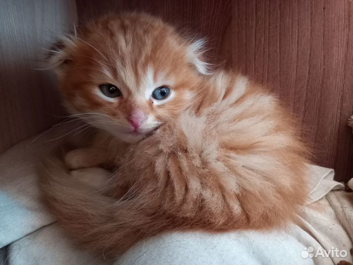 Шотландский вислоухий котёнок