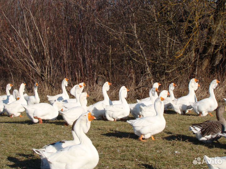 Гусей холмогорских на племя для разведения