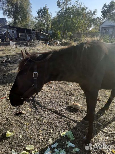 Кобыла 3 года