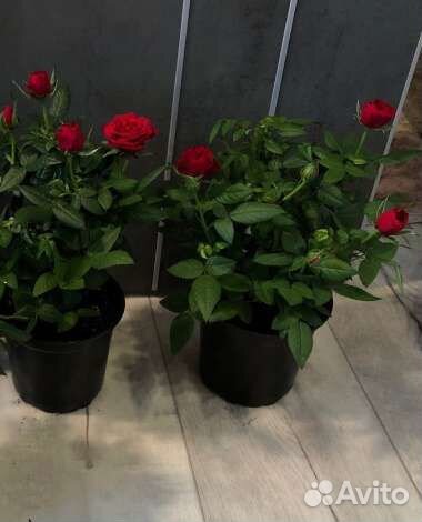 Роза комнатная домашняя