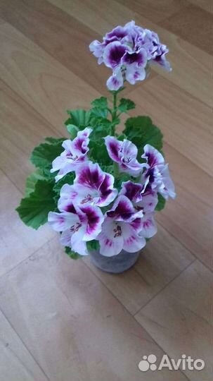 Пеларгония герань (времено нет)