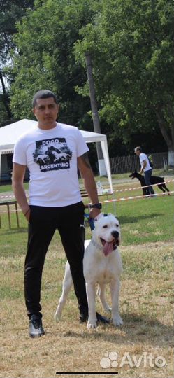 Вязка Аргентинский Дог