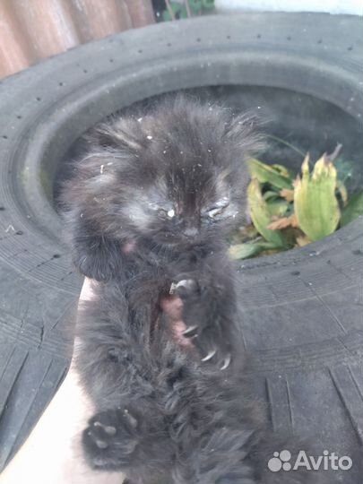 Котята ищут приют