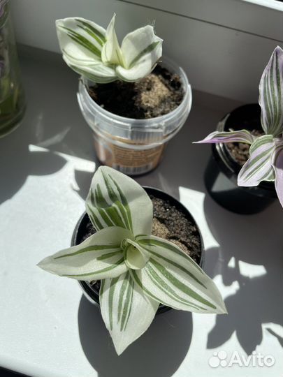 Традесканция 3 вида