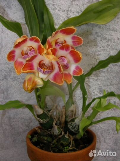 Хизис орхидея