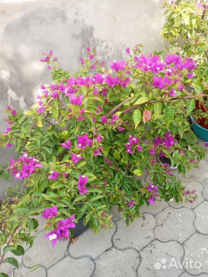 Комнатные растения цветы большие