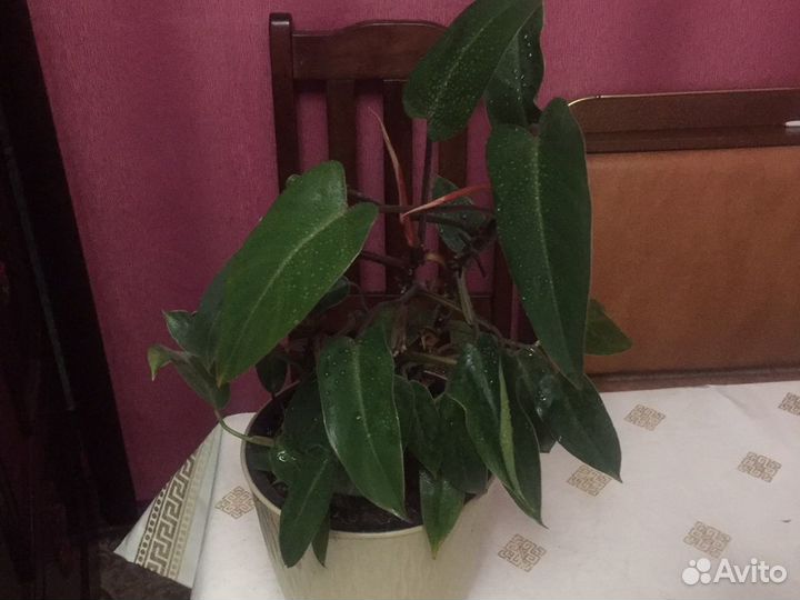 Комнатные растения