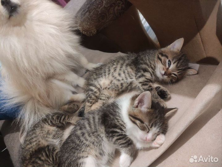 Кошка в дар